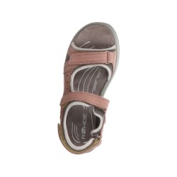 Rohde rose 37