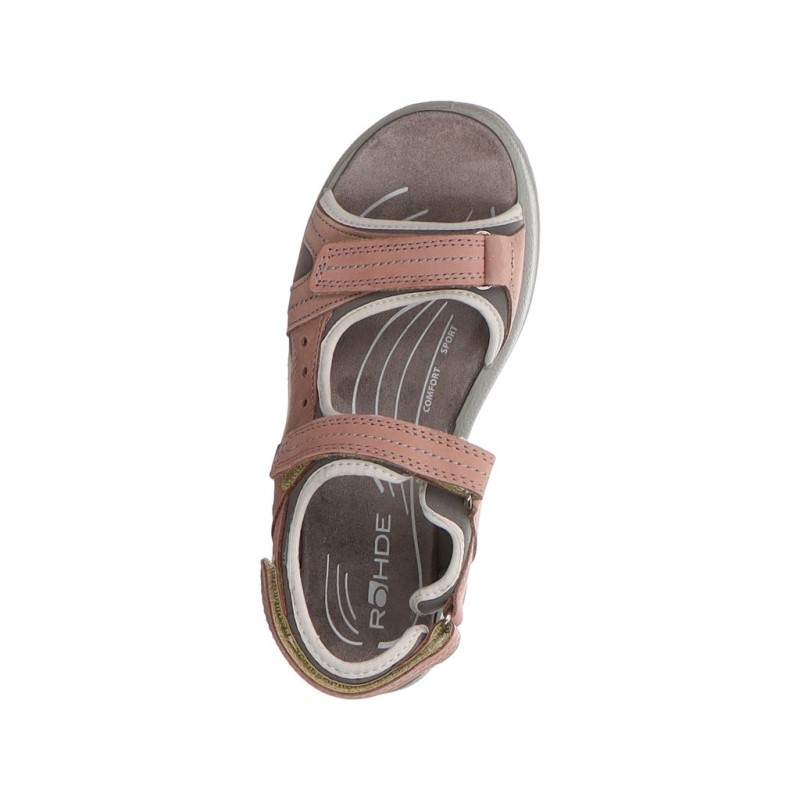 Rohde rose 37