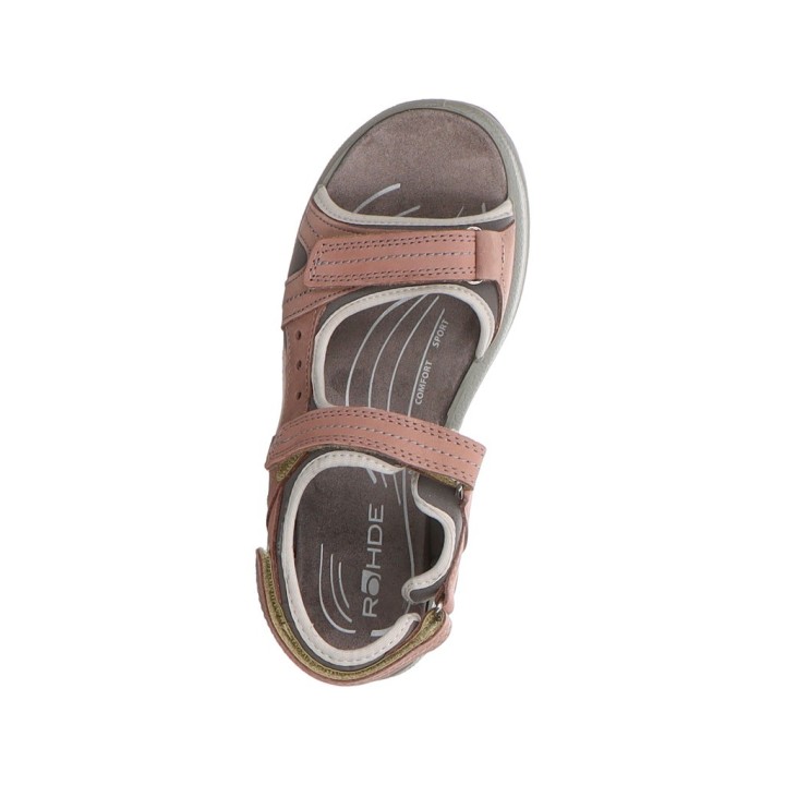 Rohde rose 37