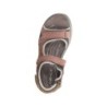 Rohde rose 37